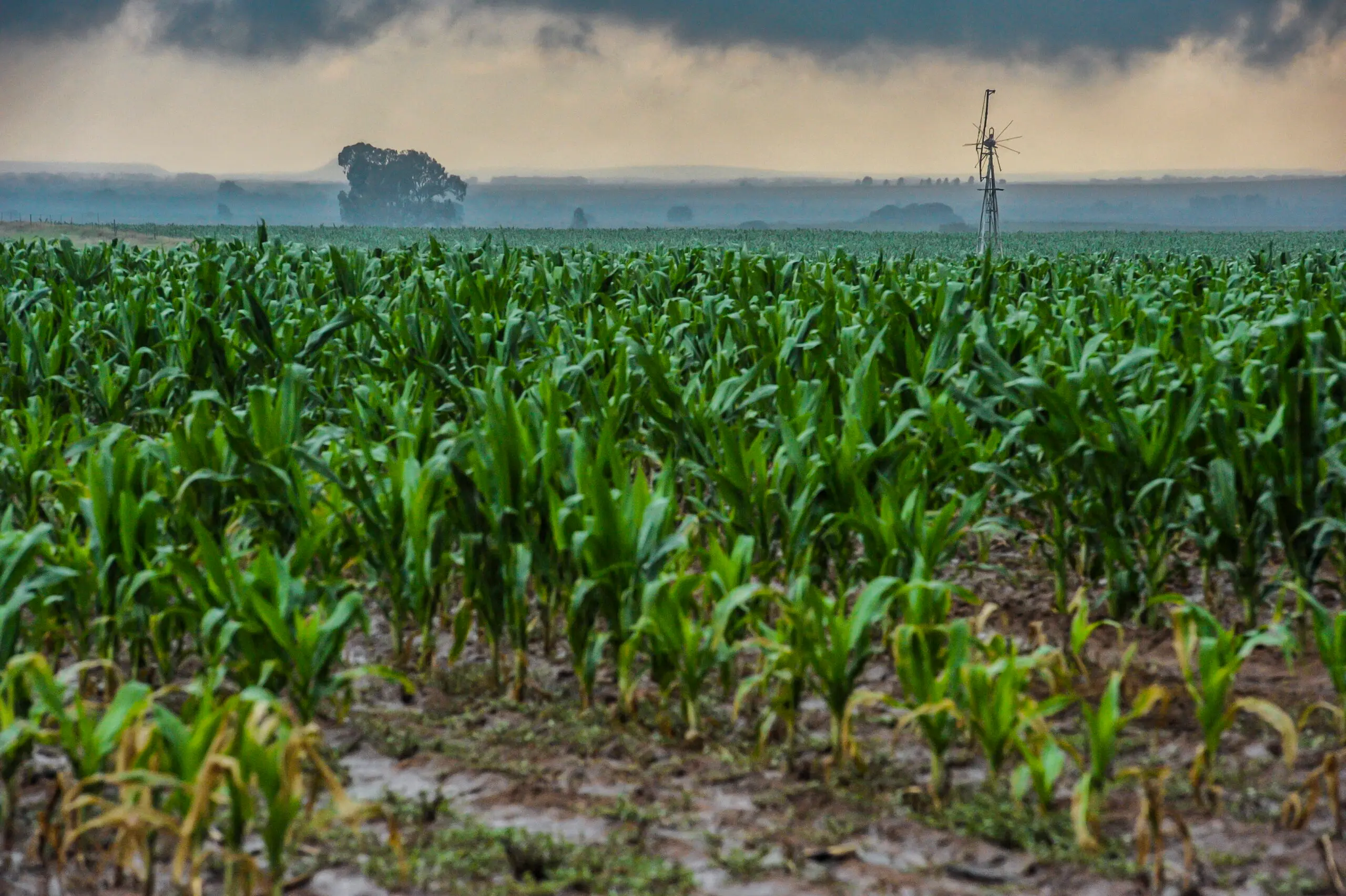 The El Niño-induced drought and heatwave in February and March hit crops hard in Southern Africa. (Conrad Bornman/Gallo Images)
