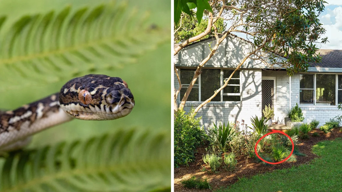 Một số loại c&acirc;y c&oacute; thể thu h&uacute;t rắn tới nh&agrave; (Ảnh: Better Homes and Gardens)