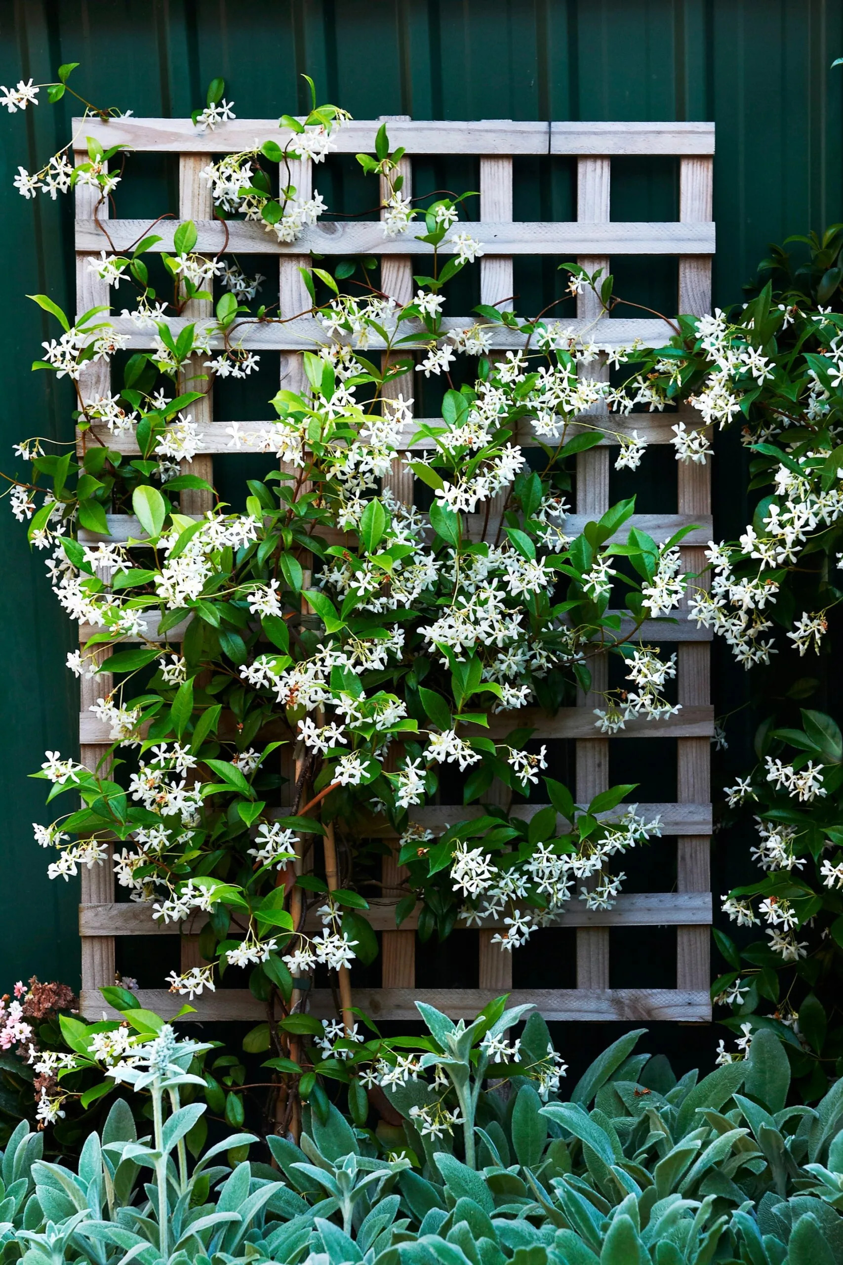 Hoa nh&agrave;i sao l&agrave; một loại c&acirc;y d&acirc;y leo (Ảnh: Better Homes and Gardens)