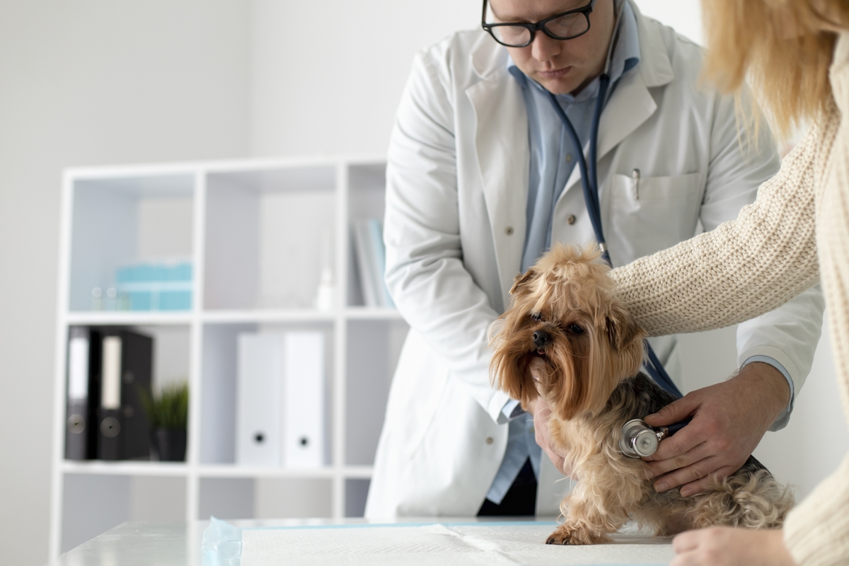 Shih tzu, pug e bulldogs: por que essas raças têm mais risco de dermatites