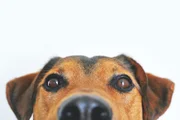 Cão lambendo as patas em excesso pode indicar problemas físicos e mentais