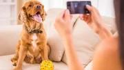 Shih tzu, pug e bulldogs: por que essas raças têm mais risco de dermatites